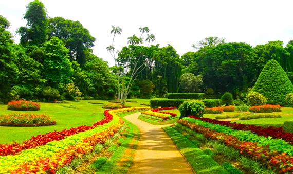 皇家植物園Peradeniya Garden